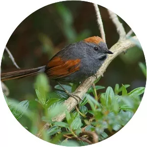 Apurímac spinetail - Bird