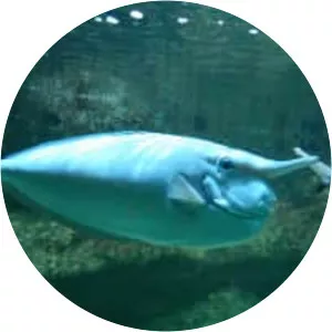 Aquarium du palais de la Porte-Dorée