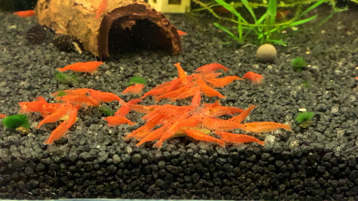 AquaShrimp - Shrimp farm in Gothenburg, Sweden