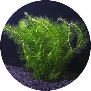 Aquatic Plants photograph