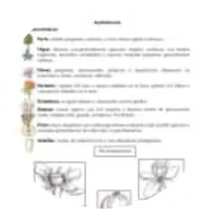 Aquifoliaceae - Plants