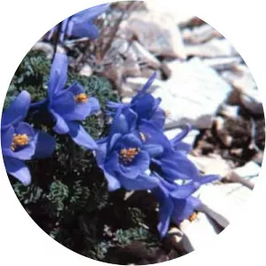 Aquilegia jonesii - 