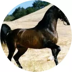 Arabian horse