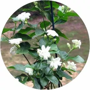 Arabian jasmine (Arap Yasemini)