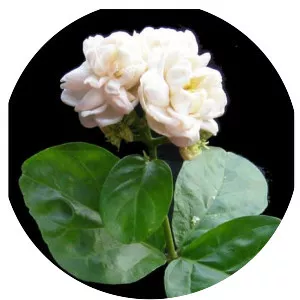 Arabian jasmine