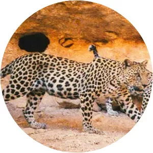 Arabian leopard - Animal