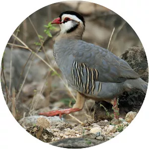 Arabian partridge