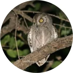 Arabian scops owl