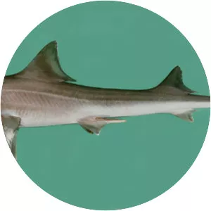 Arabian smooth-hound