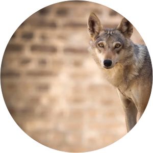 Arabian wolf - Animal