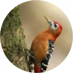 Arabian woodpecker - Bird