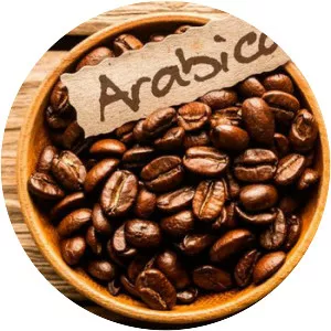 Arabica coffee - Plants