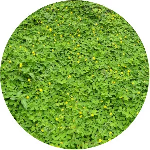 Arachis pintoi