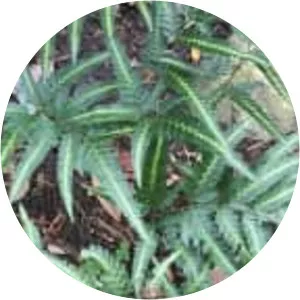 Arachniodes simplicior - Plants