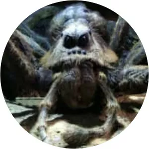 Aragog