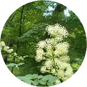 Aralia cordata