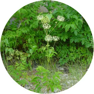Aralia hispida - 