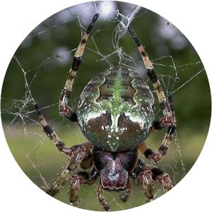Araneus bicentenarius - 