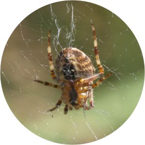 Araneus trifolium - 