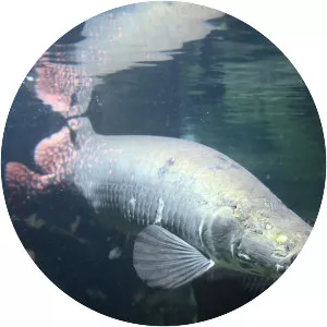 Arapaima gigas