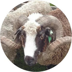 Arapawa Sheep