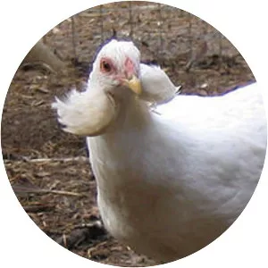 Araucana