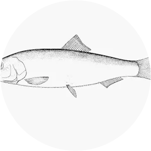 Araucanian herring