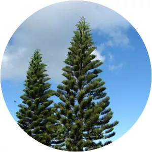 Araucaria columnaris