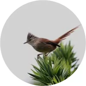 Araucaria tit-spinetail