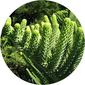 Araucariaceae