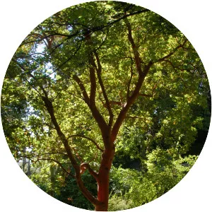 Arbutus andrachne - Plants