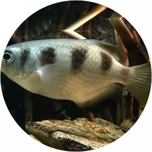 Archerfish