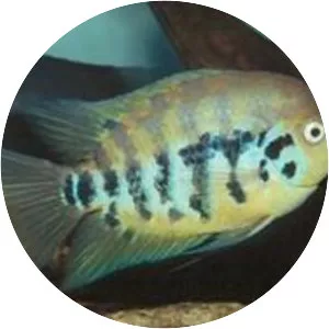 Archocentrus centrarchus - 