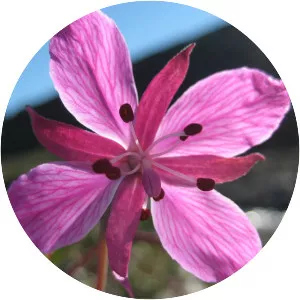 Arctic Flowers