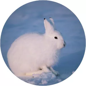 Arctic hare