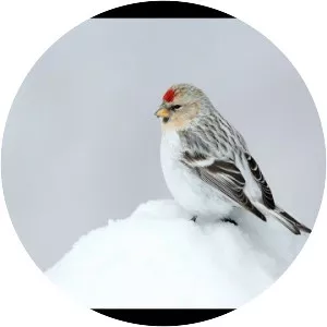 Arctic redpoll