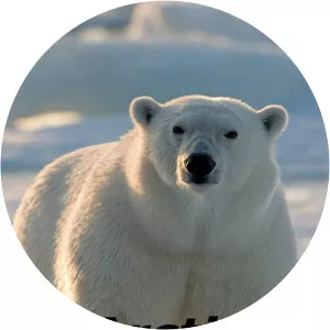 Arctic Survivors - TV program