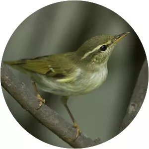 Arctic warbler - Birds