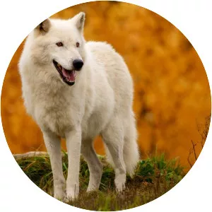 Arctic wolf
