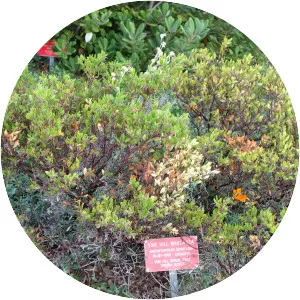 Arctostaphylos densiflora