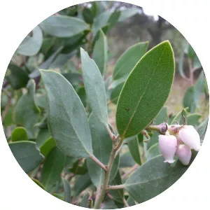 Arctostaphylos glandulosa