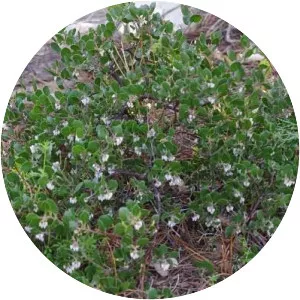 Arctostaphylos hookeri