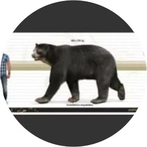 Arctotherium angustidens - Animal