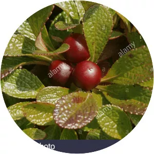 Arctous alpina - Plants