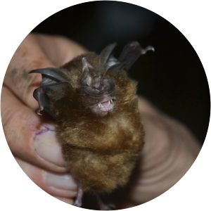 Arcuate horseshoe bat