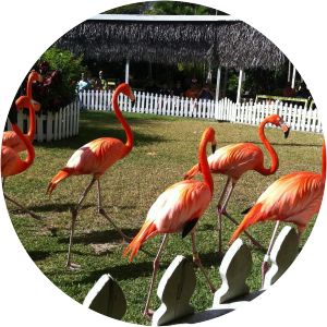 Ardastra Gardens, Zoo and Conservation Centre