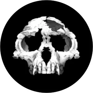 Ardipithecus ramidus