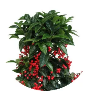 Ardisia crenata