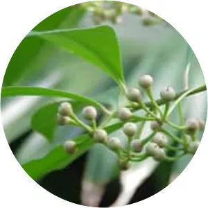 Ardisia polycephala