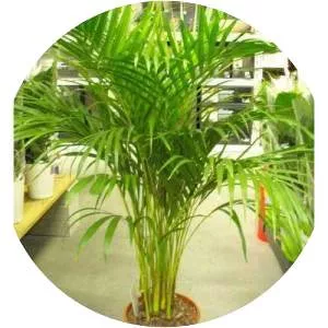 Areca palm - Plants